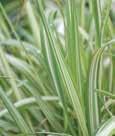 Phalaris arundinacea RIBBON GRASS Strawberries and Cream A variegated grass that has a pink stripe appearing in the new