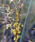 Height: 2-3 Foliage 5 Plumes Sporobolus heterolepsis PRARIE DROPSEED Clumping medium green grass, that turns orange with
