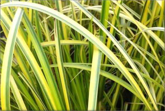 ACORUS Acorus calamus variegatus Variegated Sweet Flag H: 12 30cm Zone: 4 Fragrant, flat fan-shaped leaves with showy white and