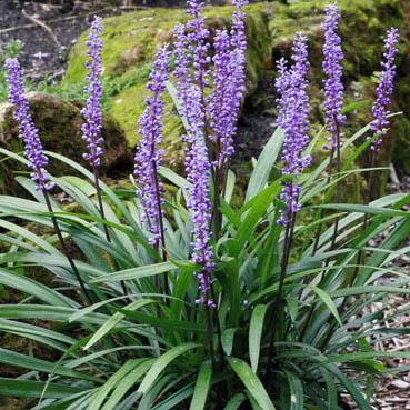 LIRIOPE Liriope muscari H: 12-18 30-45cm Zone: 6 Perennial plant with grass-like, clumping foliage and stalks of