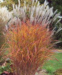 this ornamental grass a shimmering look.