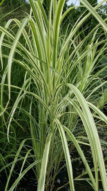 Super Stripe Miscanthus Super Stripe H: 48 120cm Zone: 4 Wonderful specimen plant with green and