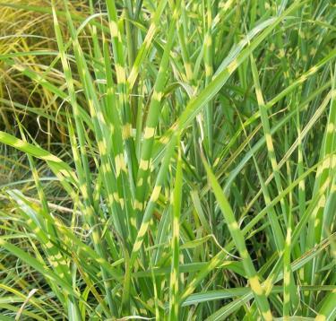 Japanese Silver Grass Yaku Jima H: 60 150cm Zone: 4 Ornamental grass with finely textured