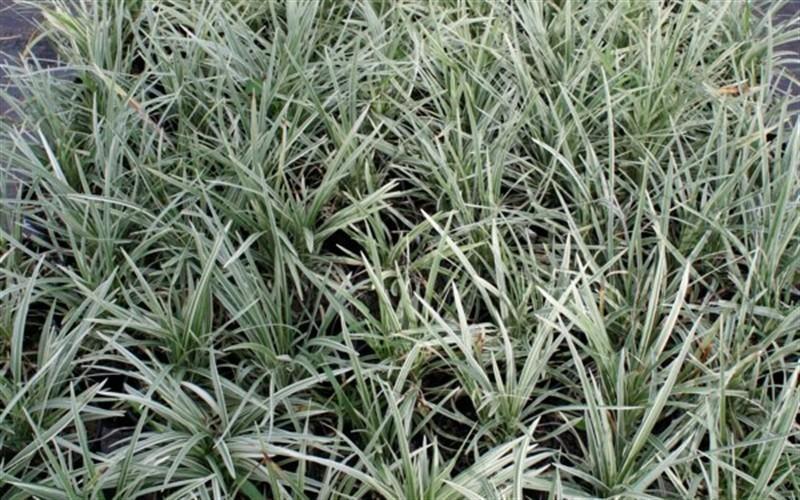 Mexican Muhly Variegated Mondo Grass Ophiopogan japonicus Variegatus Black Mondo Grass