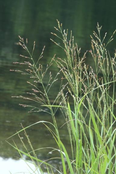 PANICUM Switch Grass Panic Panicum virgatum H: 60 150cm Zone: 3 An upright and spreading perennial