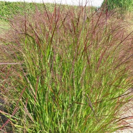 Prairie Fire Switch Grass Panicum virgatum Prairie Fire H: 60 150cm Zone: 3 Features tight, upright