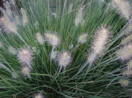 grass has a mounded habit of dark green foliage that turns golden russet in fall.