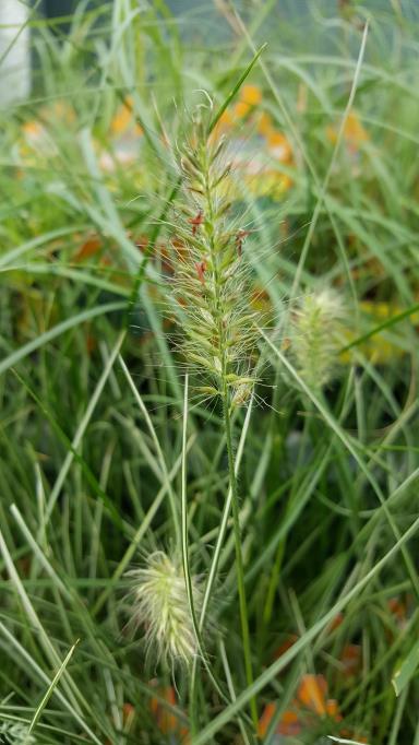 Little Honey Dwarf Fountain Grass Pennisetum Alopecuroides Little Honey H: 8 20cm Zone: 4 Dwarf, clump-forming grass with green