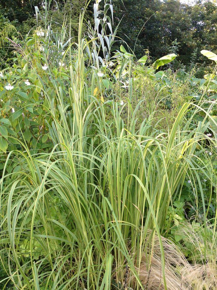 SPARTINA Spartina pectinate Aureomarginata Height: 36-60 90-150cm Zone: 4 Graceful ornamental grass displays bright golden yellow edges on its light green