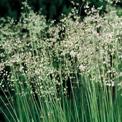 Variegated Giant Reed Vareigated Oat Grass Arrhenatherum elatius bulbosum Variegatum H: 12 30cm Zone: 3 Loosely