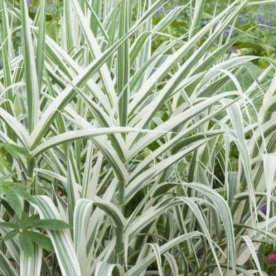 The narrow leaves boldly edged and striped in white can brighten a dark place under trees or big shrubs.