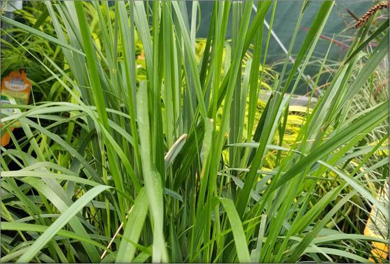 CALAMAGROSTIS El Dorado Feather Reed Grass Calamagrostis acutiflora El Dorado Variegated Feather Reed Grass
