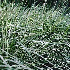 grass with pinkish blooms turning gold, held above the leaves. Ideal vertical accent or in groups.