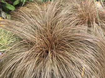 Carex comans Frosty Curls H: 8 20cm Zone: 6 This fine-textured, evergreen plant has thin,