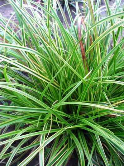 CAREX Blue Sedge Carex glauca H: 6 15cm Zone: 4 Popular, perennial grass.