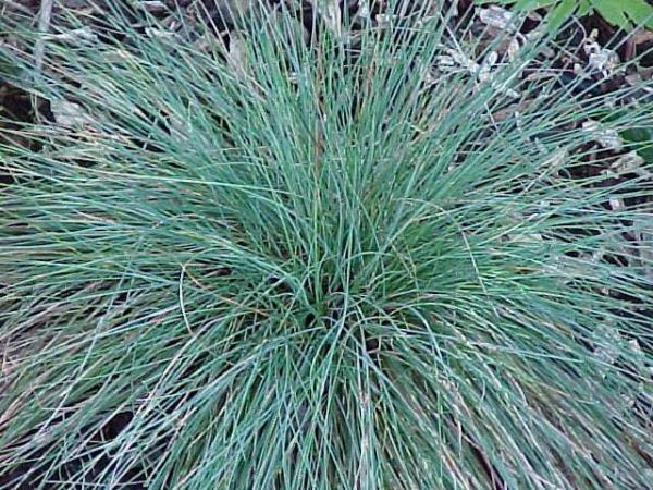 Grey s Sedge Carex greyii H: 30 75cm Zone: 4 Deciduous, densely tufted perennial forming