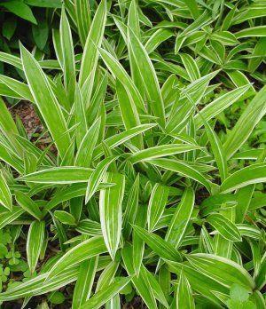 20cm Zone: 5 Ornamental grass with striking Clumping evergreen perennial sedge Neat