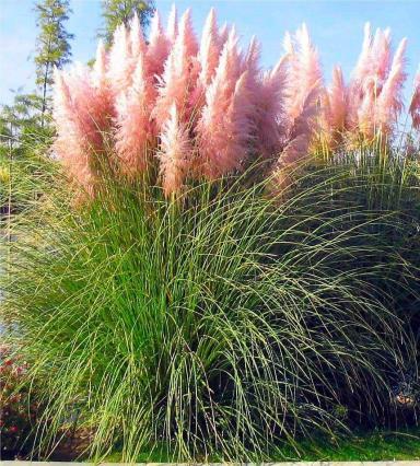 Pink Pampas Grass Cartaderia selloana rosea H: 84 210cm Zone: 7 Large clumping ornamental grass offers showy