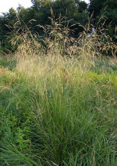 Bronze Veil Tufted Hair Grass Deschampsia caespitose Bronzeschlier H: 36 90cm Zone: 3 Dense tufts produce