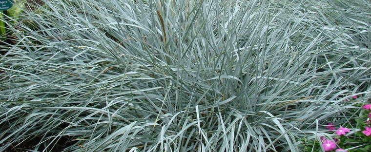 From midsummer through fall, large open panicles of silver, green or purple often all in same panicle open