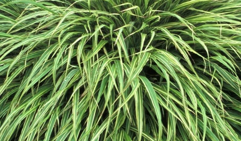 HAKONECHLOA All Gold Japanese Forest Red Wind Japanese Forest White Striped Japanese Forest