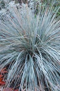 Avena Blue Oat Grass Sapphire Blue Oat Grass Helictotrichon sempervirens Sapphire H: 24 60cm