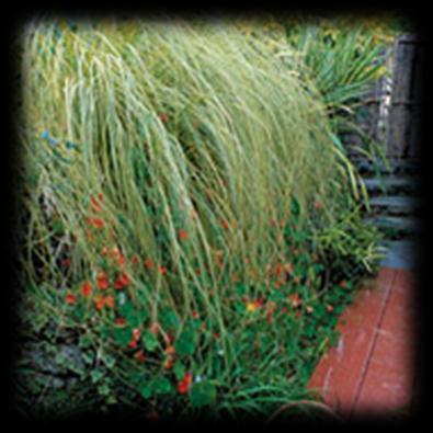 Name: Cortaderia selloana Gold Band Zones: 7 to 11 Size: 7 feet tall and 5 feet wide Conditions: Full sun; fertile, well-drained soil This clumping, drought-tolerant grass is one of the best pampas