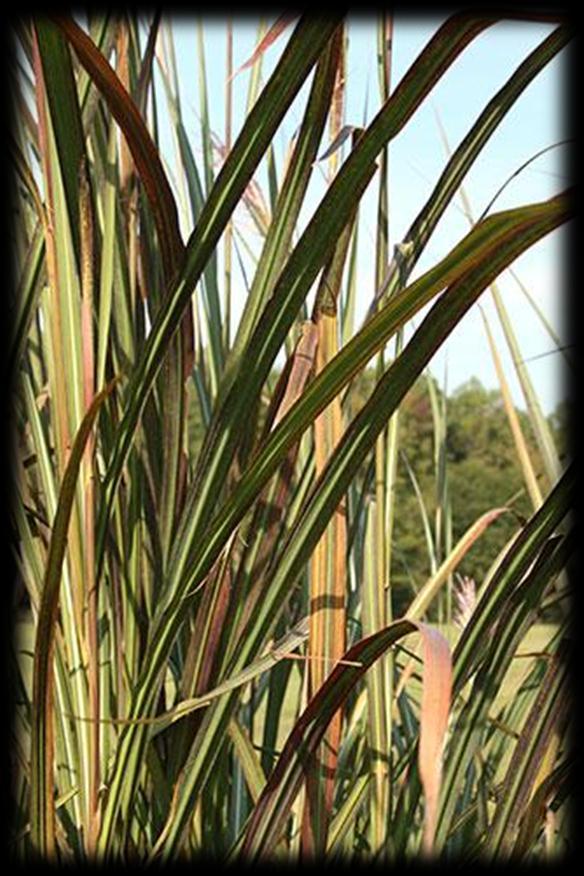 Culture Sun to Part Sun Zone 6-10 Height 96 inches Origin China This unusual seedling from Tennessee's Robert Wilson, makes a smaller than normal clump for this species, 8' tall x 10' wide, compared