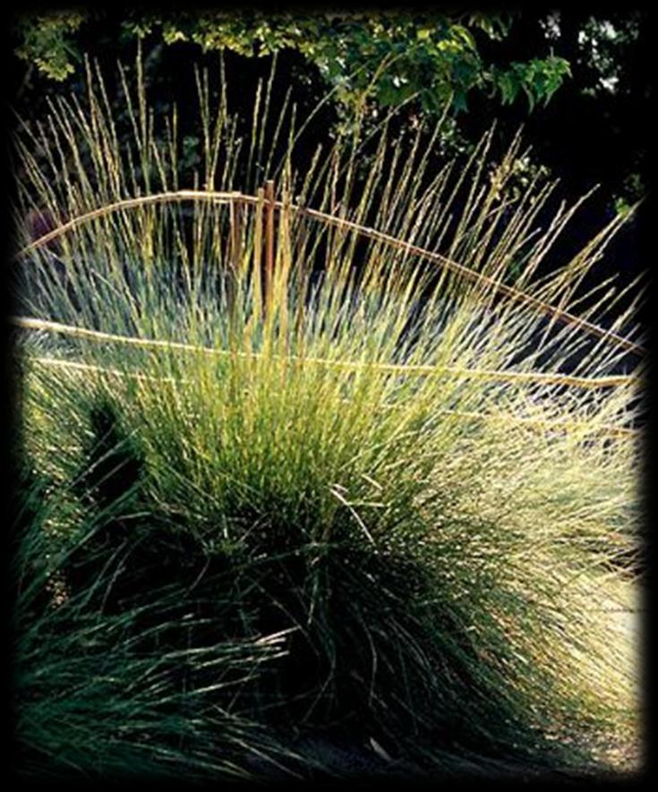 drought-tolerant meadows. Clumping evergreen foliage is a rich khaki green and grows in an arching clump.