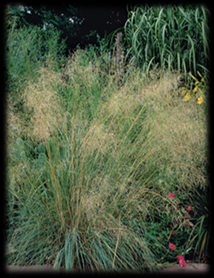 Name: Eragrostis chloromelas Zones: 7 to 10 Size: 2 feet tall and wide Conditions: Full sun; tolerates a wide variety of soils.