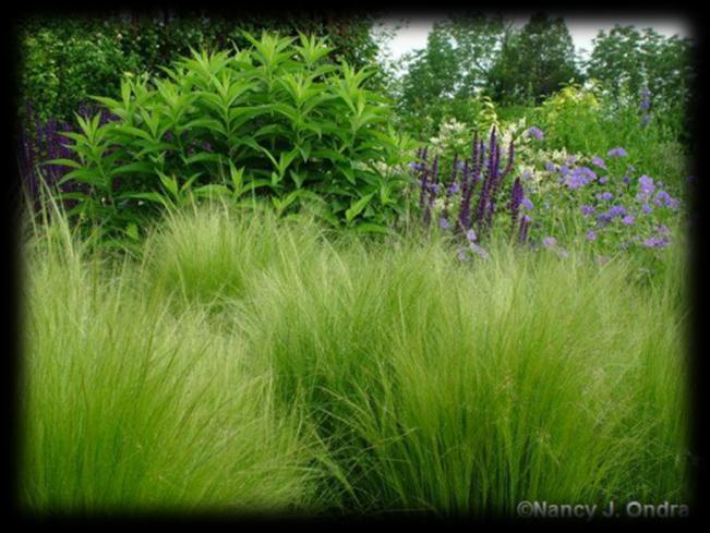 Name: Stipa tenuissima Zones: 7 to 11 Size: 18 to 24 inches tall and wide. Conditions: Full sun to partial shade; well-drained soil.