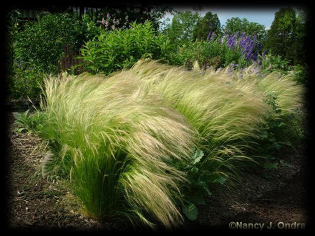 When it turns all-yellow, Mexican feather grass reveals its full glory, resembling a tuft of blonde hair.