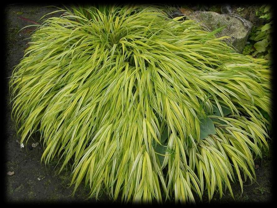 Name: Hakonechloa macra Aureola Zones: 5 to 9 Size: 12 18 tall by 18-24 wide Golden hakone grass grows with an arching form that resembles a cascading miniature bamboo.