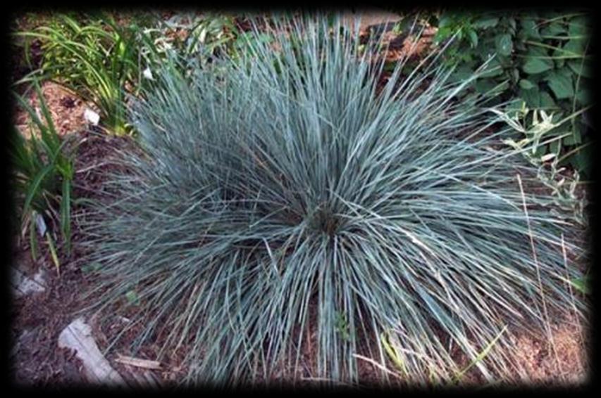 Helictotrichon sempervirens (Blue Oat Grass) - It is a cool season evergreen clump forming grass that grows to 2 feet tall with blue-gray leaves radiating out like a bristly porcupine.