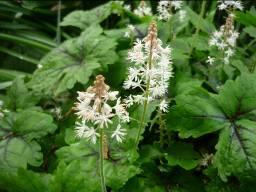 Companion Corner Tiarella, the Foamflower Family: Saxifragaceae Zone: 4-9 These beauties, native to the woodlands of North America and eastern Asia, are small plants with slightly hairy heartshaped