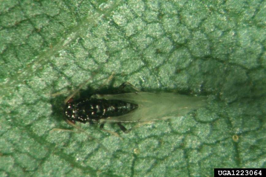 5/1/2013 Black Pecan Aphid, Melanocallis caryaefoliae Piercing-sucking mouthparts Nymphs Tiny, soft-bodied, wingless Pear-shaped Pale to dark olive-green, except in early summer when they are