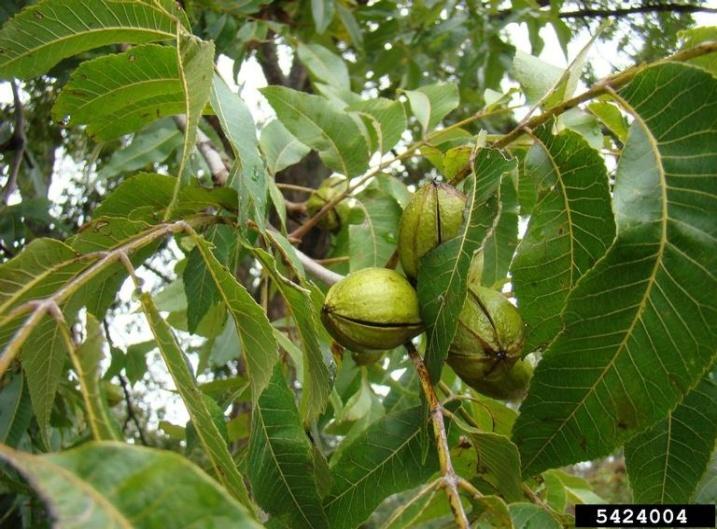 Summary Closer SC Insecticide for U.S. Pecans Dow AgroSciences Closer SC will fit into US pecan IPM programs A new molecule from a novel chemical class, with a unique mode of action Controls a broad