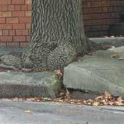 Stratavault treepits may be utilised wherever trees are being planted in paved areas WHY DO TREES OR PAVEMENTS FAIL? Tree failure is pretty common the world over.