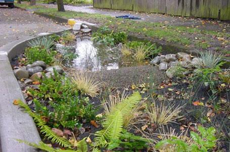 Rain garden within a curb extension. A bioretention swale built along Visscher St in Tacoma. to maintain gentle slopes and avoid excessive depths in the rain garden design.