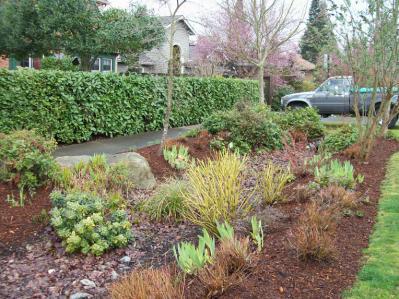 Appendix 3 of the Low Impact Development Technical Guidance Manual for Puget Sound contains specific guidance plant species that are appropriate for natural drainage features.