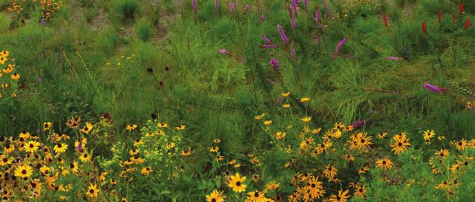 Slow the Flow This stormwater conveyance feature was seeded with native grasses, sedges, and flowers in 2014.