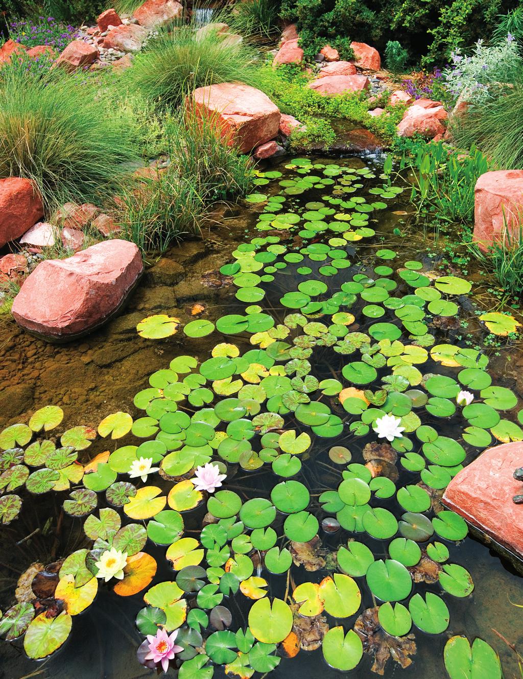 A garden pool is an attractive option to collecting water
