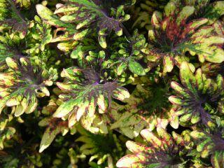 Best Coleus Black Knight This coleus was selected in part for the kaleidoscope of foliage color and unique leaf shape.