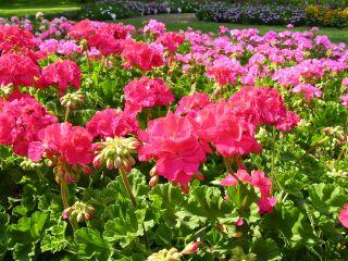 Best Geranium Rocky Mountain Salmon Rose (zonal) Plants had large blooms with a showy rose flower color.