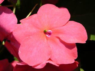 Best Impatiens Shimmer Salmon (seed) The deep salmon flowers covered the plant canopy
