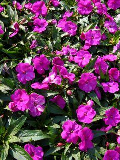 Best Impatiens Fanfare Fuchsia Improved The large fuchsia flowers were an intense color which contrasted well against the