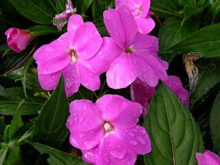 Best Impatiens Tamarinda Amethyst (New Guinea) The large lavender flowers covered the plant canopy.
