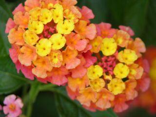 Best Lantana Landmark Citrus The flowers were a unique yellow/orange/pink color and very intense against the dark