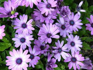 Best Osteospurmum Tradewinds Purple Bicolor From Goldsmith Seeds The plant was selected for the unique flower color on a very floriferous, well