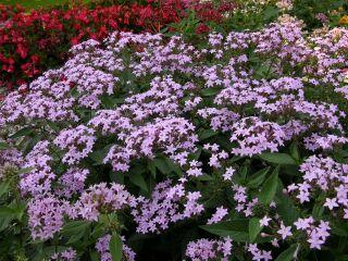 Best Pentas Northern Lights Lavender This variety was noted for great flower power due to the many light lavender, large, blooms.